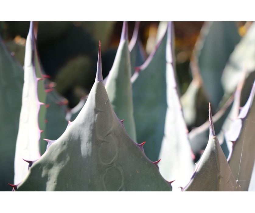 Havard's Century Plant